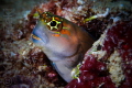   Happy Blenny  